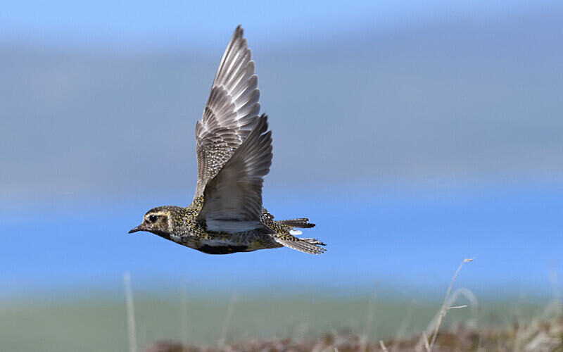 Golden plover - Shetlands and Cairngorn national park (Scotland)