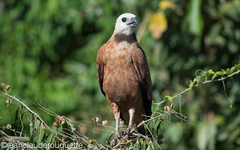 Black-collared hawk - Pantanal Brazil 2015