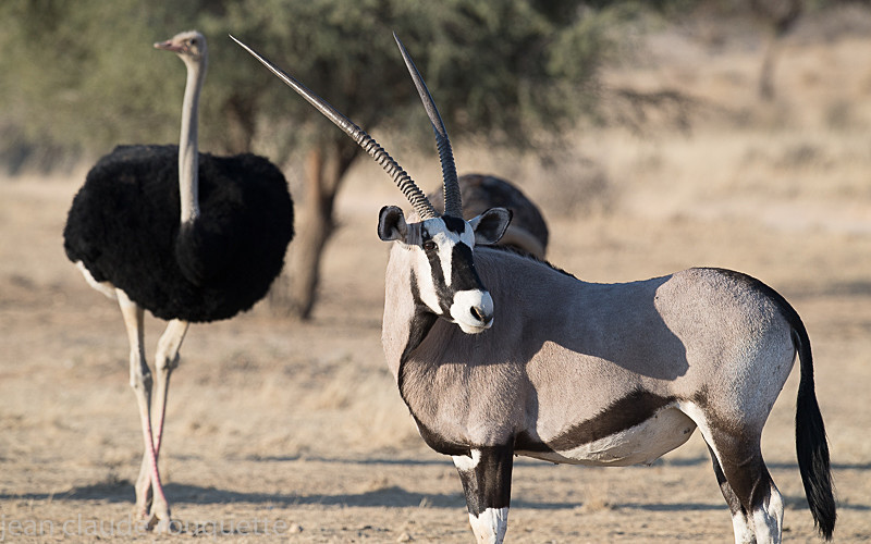 Gemsbock - Kgalagadi transfrontier park (2017)