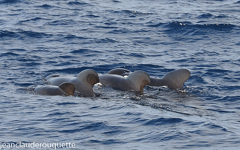 un groupe de globicéphales - Méditerranée/ Mediterranean