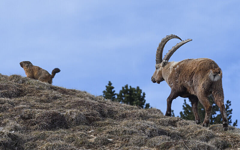  - Bouquetins Vercors