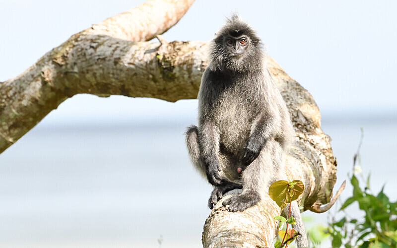 Silver leaf monkey - Sarawak (avril 2024) Borneo Malaisie