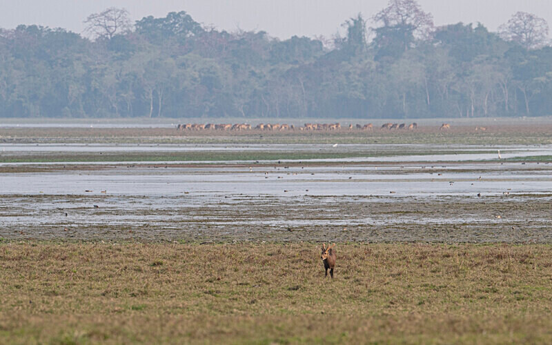 East gate - Kaziranga National Park Noth East India 2025