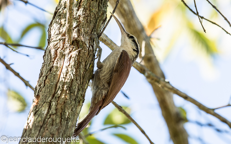 Narrow billed woodcreeper - Pantanal Brazil 2015
