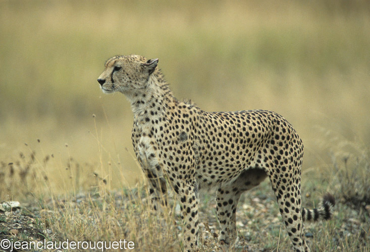 Male cheetah - Serengeti N.P. and N'gorongoro Tanzania 1998, 2005 and 2006