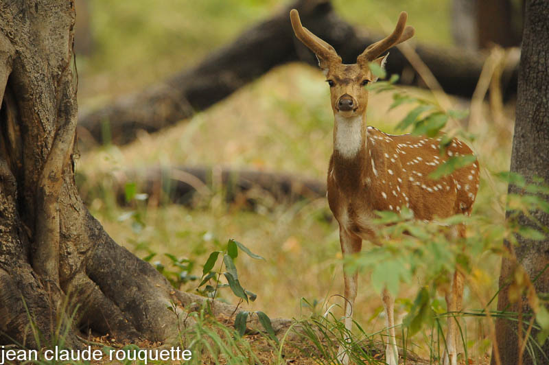 Axis deer. - Kanha NP and Bandhavgarh (India 2010)