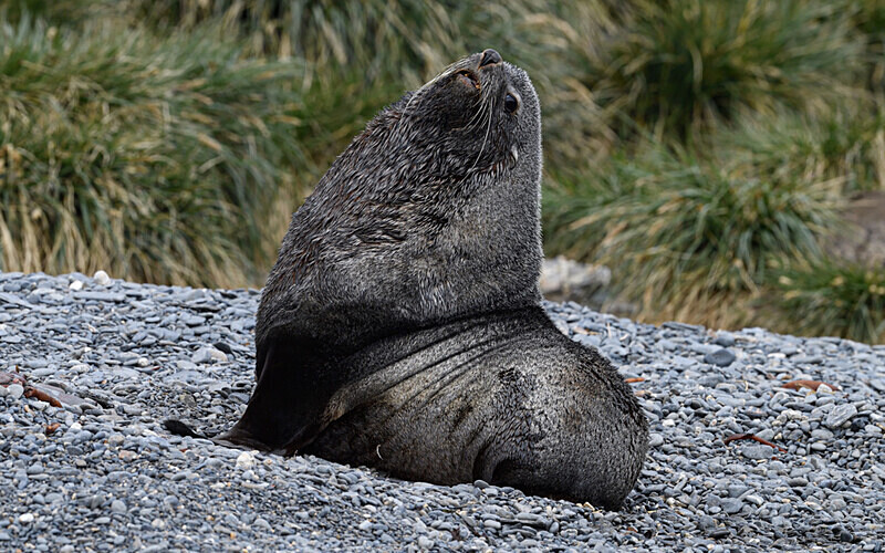 Fur seal - Ushuaïa Malvinas South Georgia Antartica Peninsula