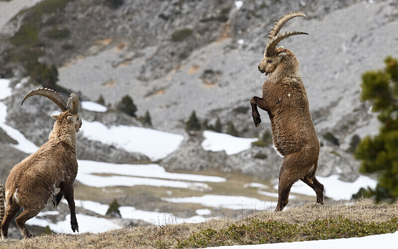 - Bouquetins Vercors