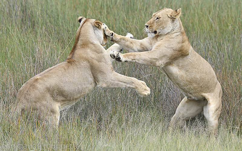  - Serengeti N.P. and N'Gorongoro Tanzania 2018