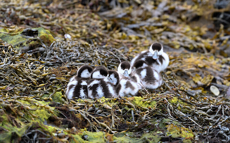Poussins Tadornes Belons at Foddam - Shetlands and Cairngorn national park (Scotland)