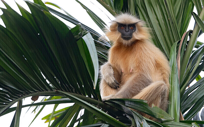 Golden Langur - Manas National Park North East India 2025