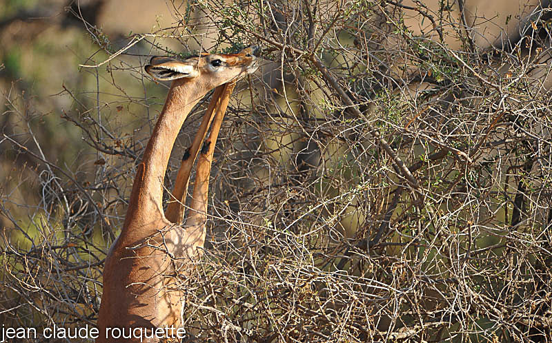 Gerenuk. - Samburu national park (Kenya 2009)