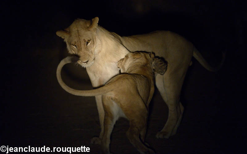 Lionness is playing with her cub - South Luangwa 2014 (Zambia)