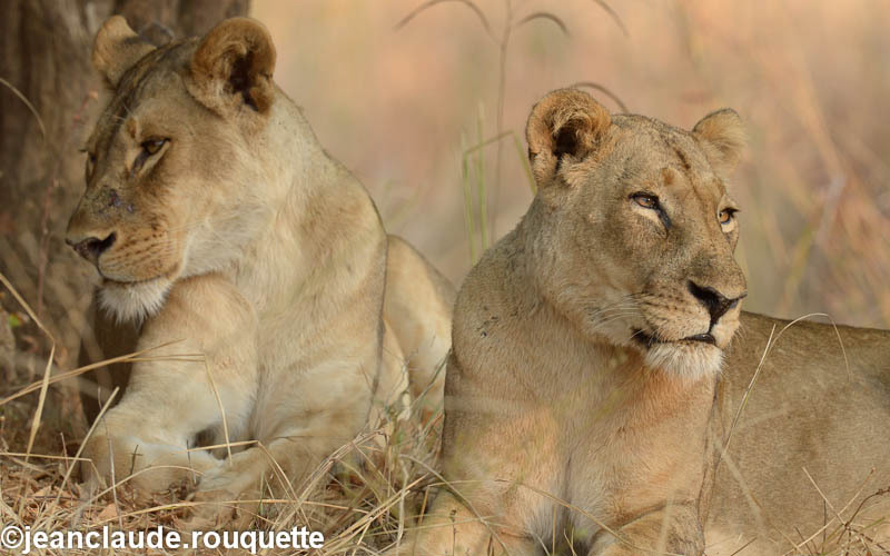 Lionnesses - South Luangwa N.P. Zambia 2013