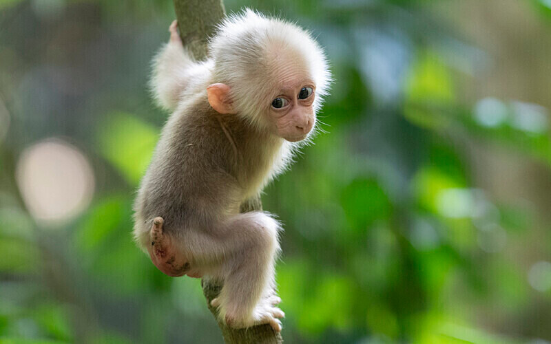 Stump-tailed Macaque baby - Hollongapar wildlife sanctuary North East India 2025