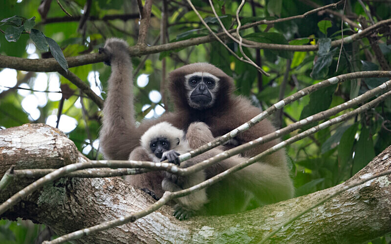 Hoolock Gibbon female with baby - Hollongapar wildlife sanctuary North East India 2025
