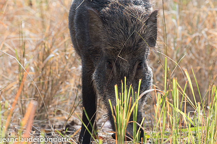 Wild pig - Pench national park (India 2016)