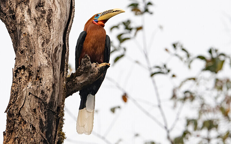 Male Rufous-necked Hornbill - Latpanchar