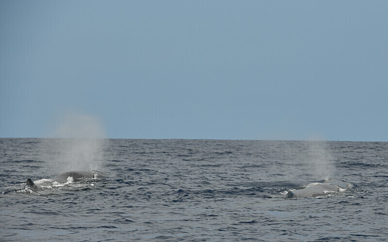 Two sperm whales - Açores 2020