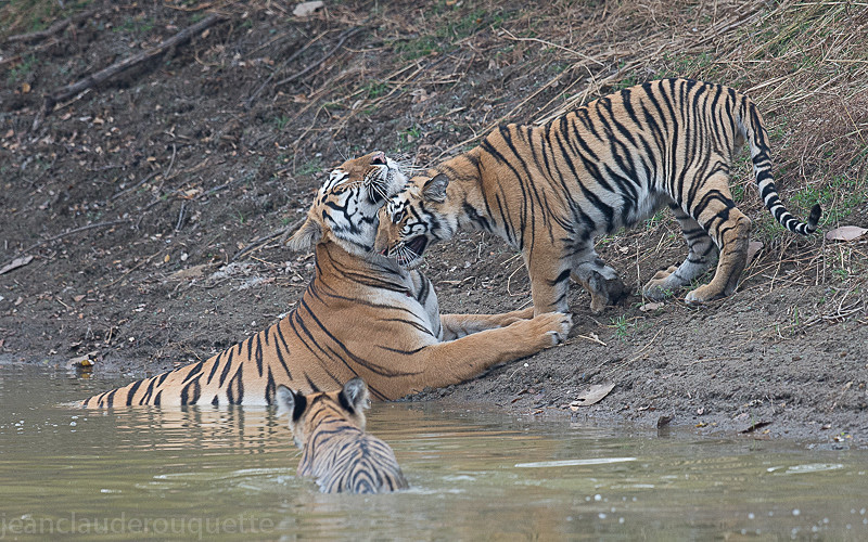 Mother and cub - Tadoba national park (India 2016)