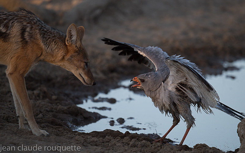 Black-backed Jackal and Goshawk - Kgalagadi transfrontier park (2017)