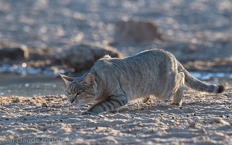  - Kgalagadi transfrontier park (2017)