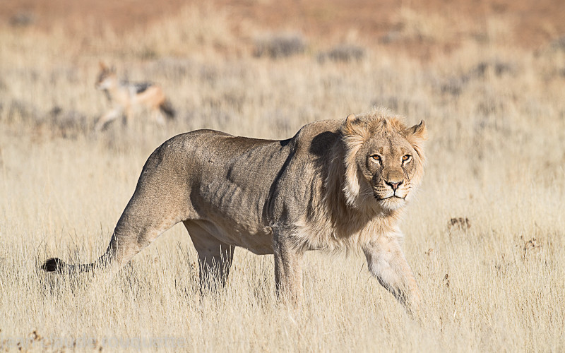  - Kgalagadi transfrontier park (2017)