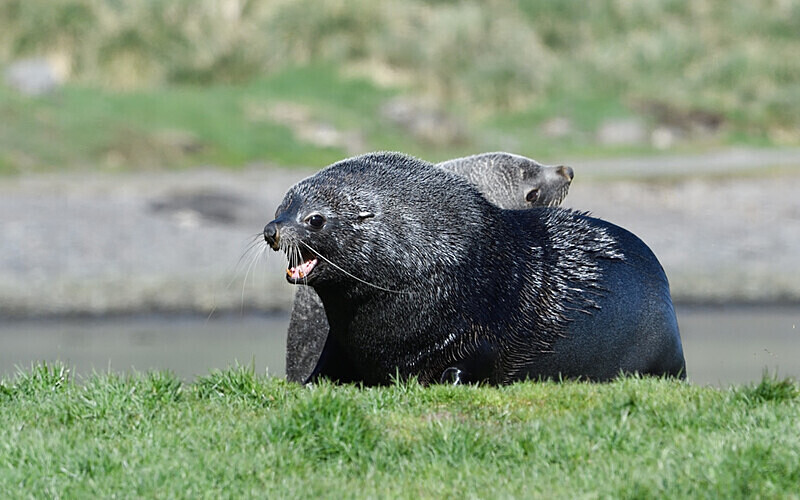 Fur seals fighting - Ushuaïa Malvinas South Georgia Antartica Peninsula