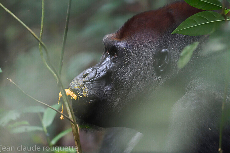  - Dzanga Sangha National Park (République Centrafricaine) 2019