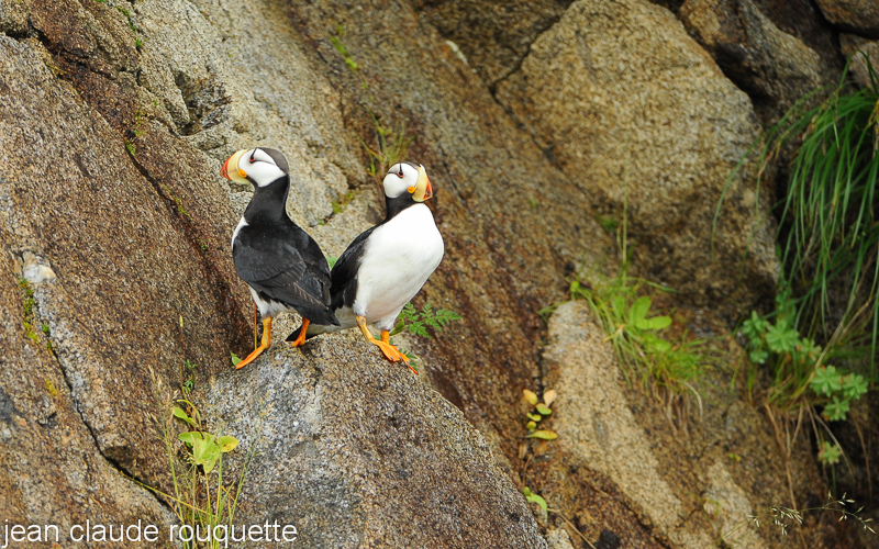 Horned puffins - Kenai fjord (Alaska 2010)