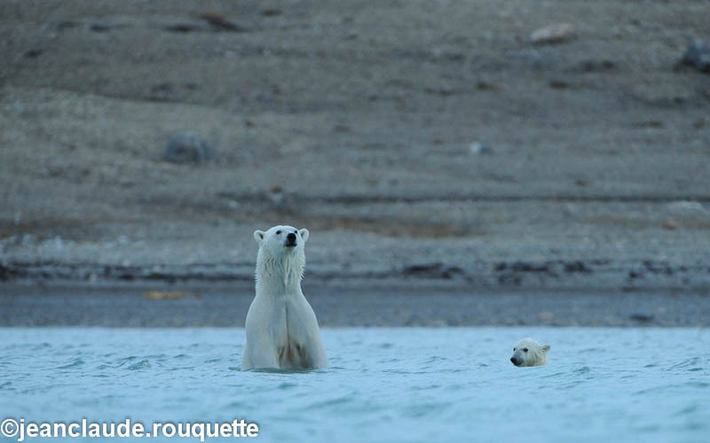 Anxious female polar bear with cubs - North Canada 2012