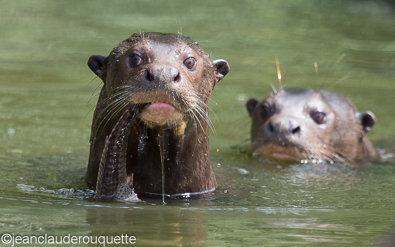 Giant otters - Manu national park (Peru 2015)