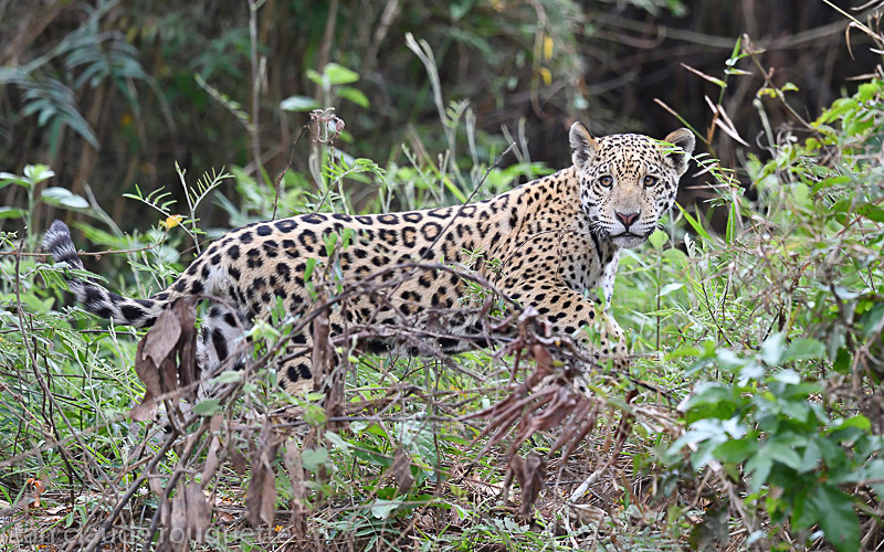  - Pantanal 2018 Porto Jofré
