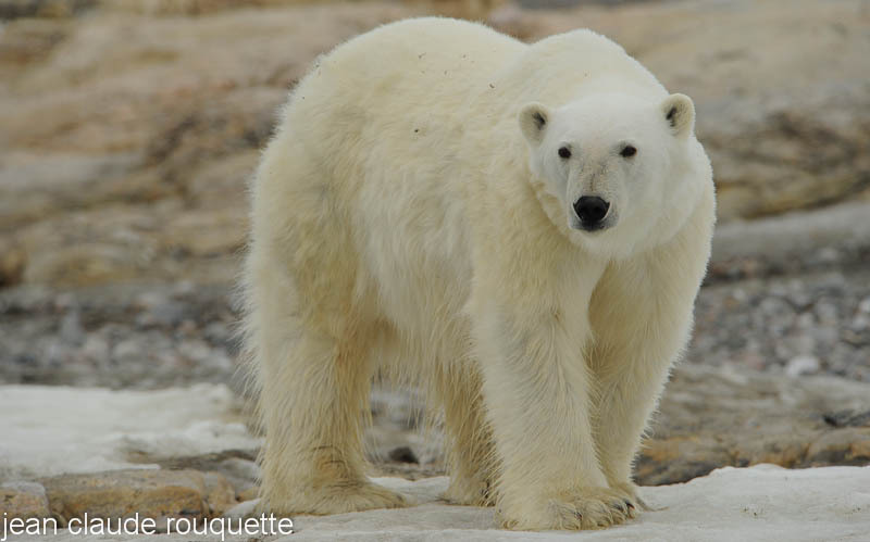Polar bear. - Svalbard et Norvège 2011
