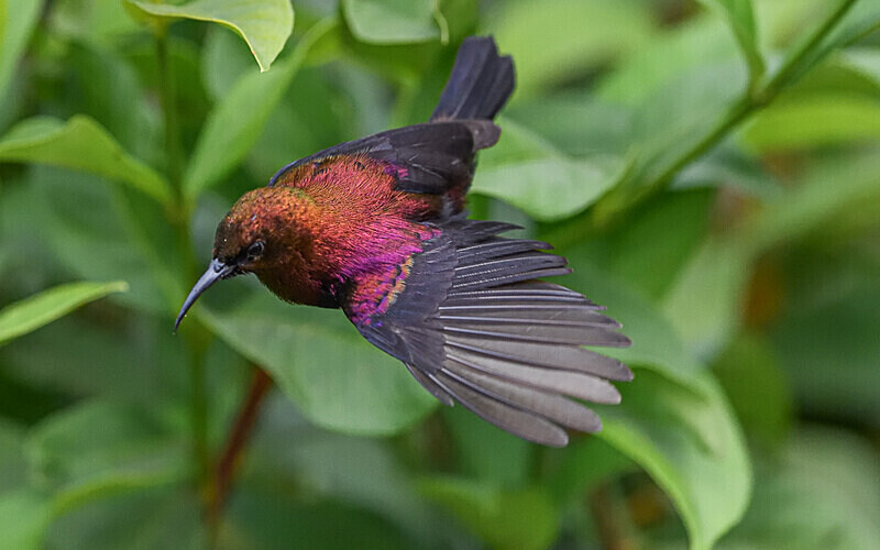 Copper sunbird - Parc national de La Lope (Gabon 2024)