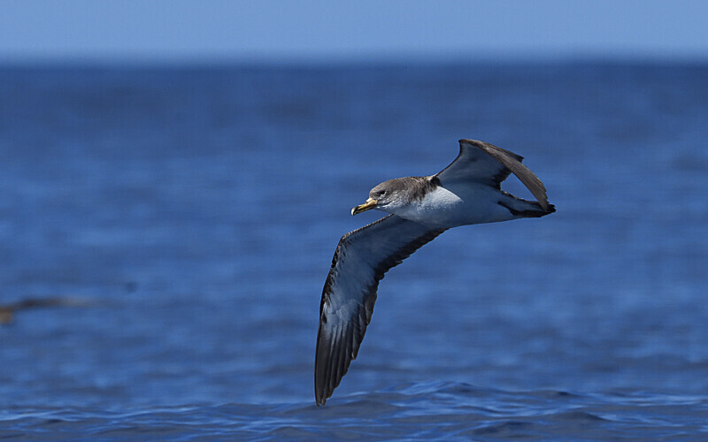 Shearwater - Açores 2020