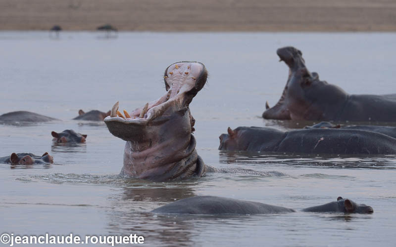 Hippos  in the Luangwa - South Luangwa N.P. Zambia 2013