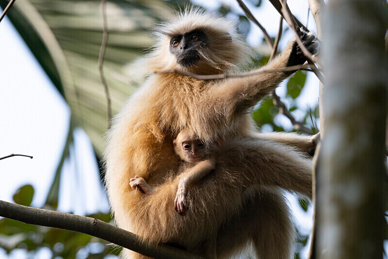 Golden Langur - Manas National Park North East India 2025