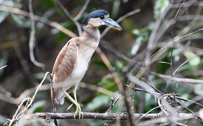 Boat-Billed Heron - Pacaya Samiria Pérou 2022