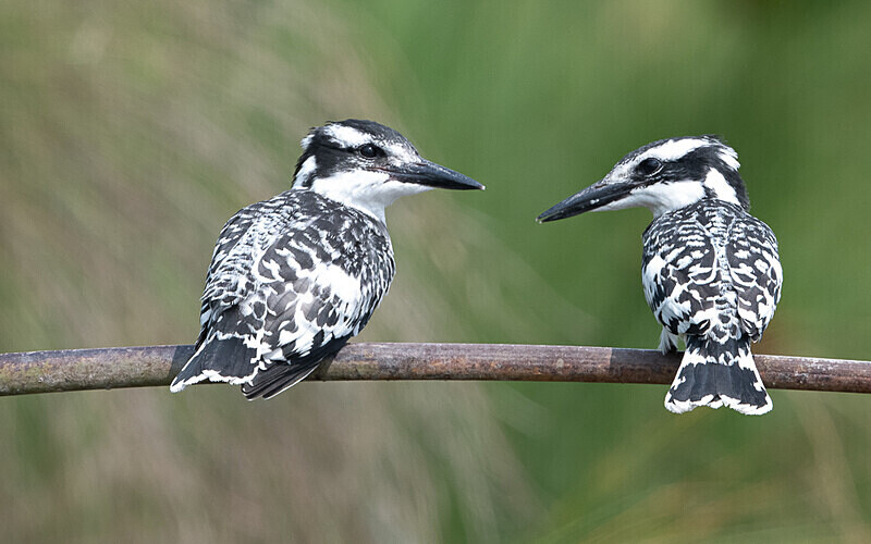 Pied kingfishers - Loango national park (Gabon 2024)