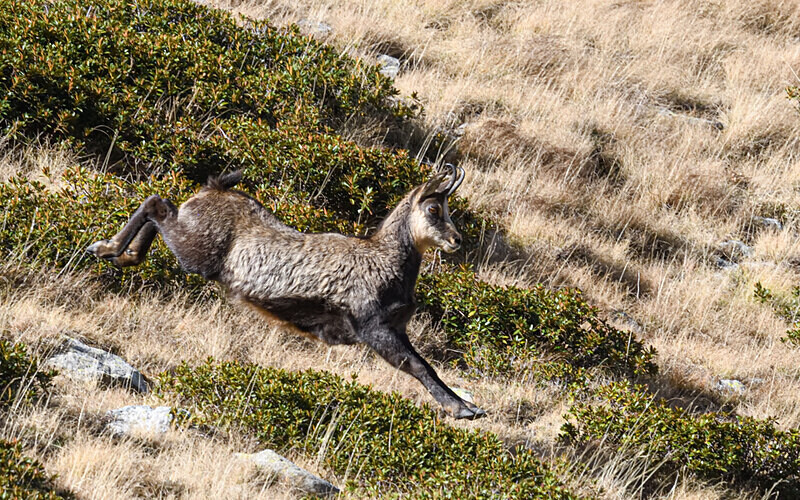 Chamois col de Fenestre - Méditerranée/ Mediterranean