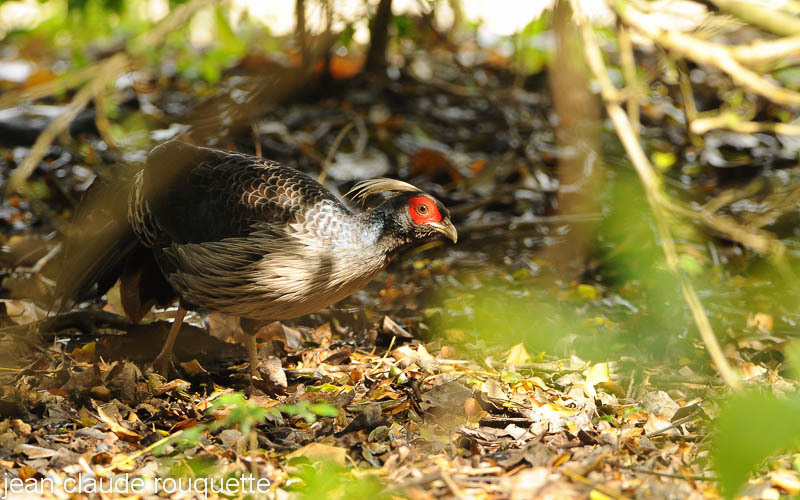Kalij Pheasant. - Kanha and Corbet national parks (India 2011)