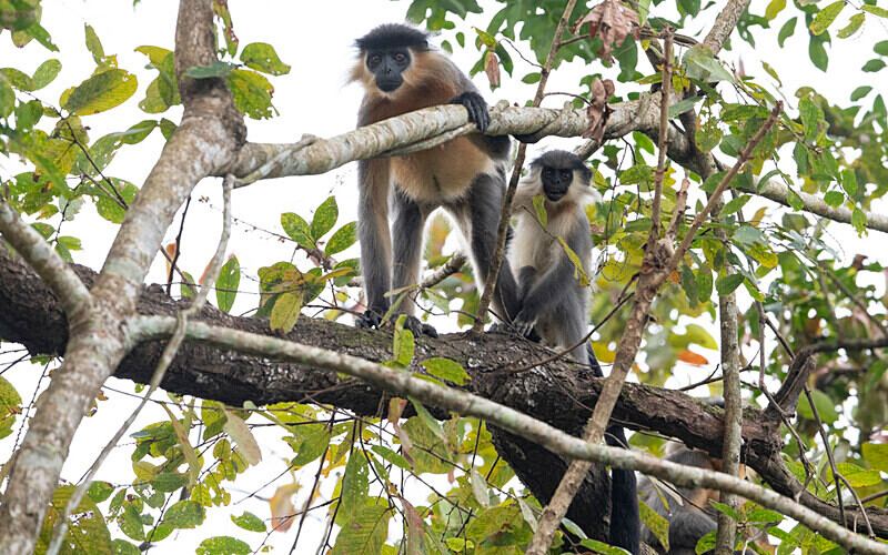 Capped Langurs - Manas National Park North East India 2025