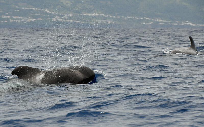 Globicéphale (pilot whale) - Açores 2020