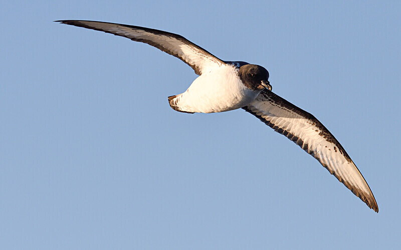 Cape Petrel - Ushuaïa Malvinas South Georgia Antartica Peninsula