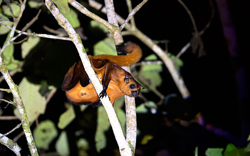 Tabin wildlife reserve - Sabah avril 2024 Borneo Malaisie