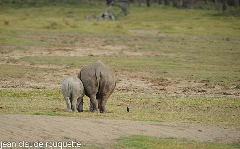 Mother and cub white rhinos. - Lake nakuru national park ( Kenya 2009)