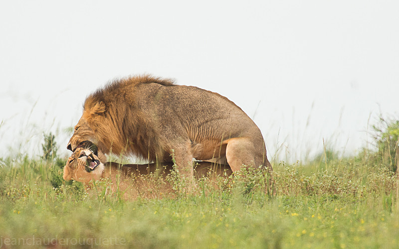 Murchison - Uganda 2016