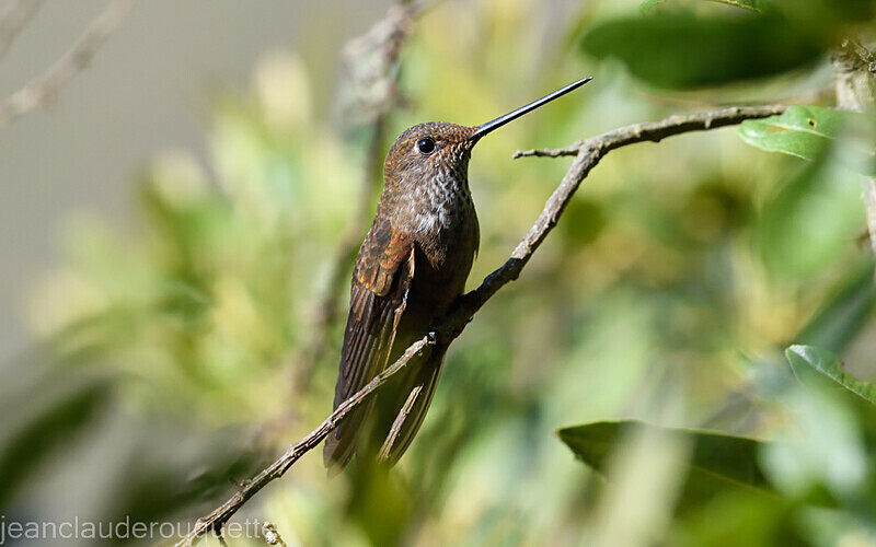 Bronzy Inca - Huembo lodge  2022 Colibris du Pérou
