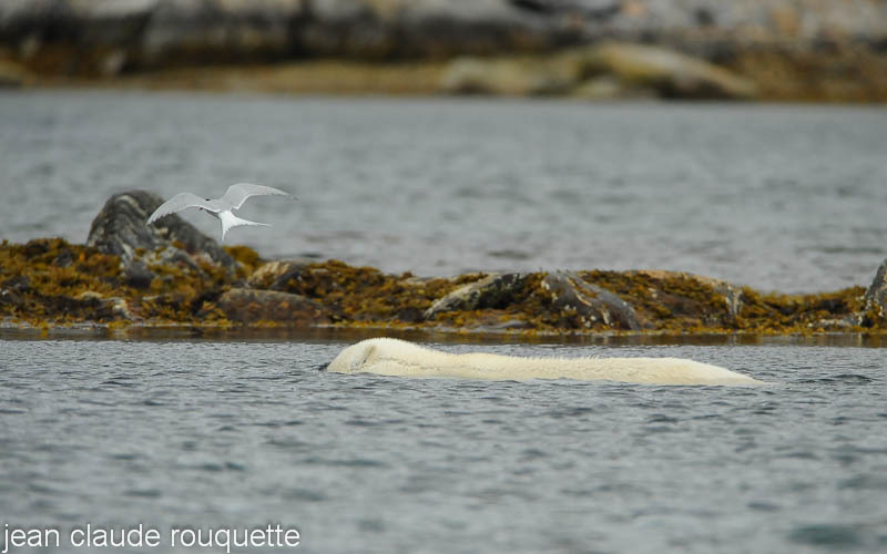 Artic stern disturbing a polar bear - Svalbard et Norvège 2011